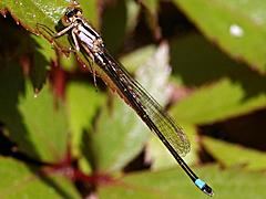 Pacific Forktail (Damselfly)